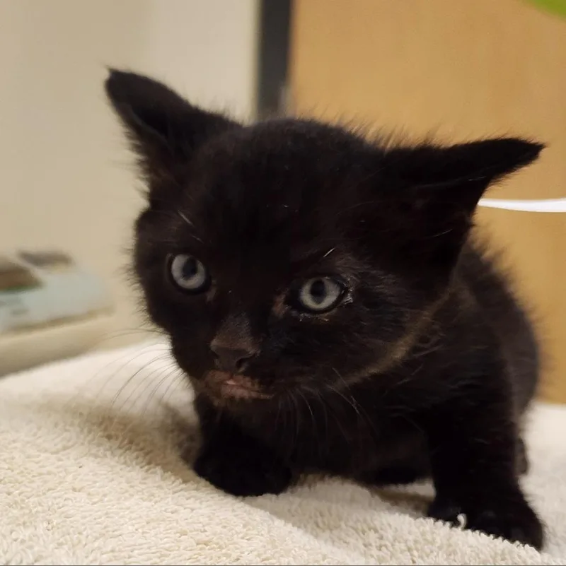 An adult large-sized female Domestic Short Hair cat named Soup for adoption in Jacksonville, FL