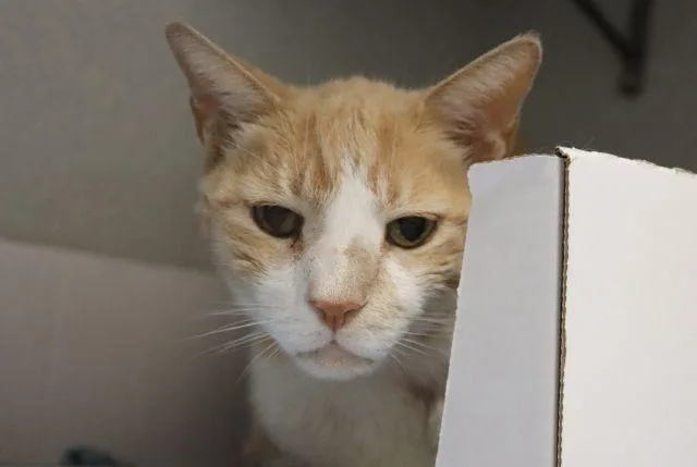 A senior small-sized male Domestic Short Hair cat named Sheppy for adoption in Tucson, AZ