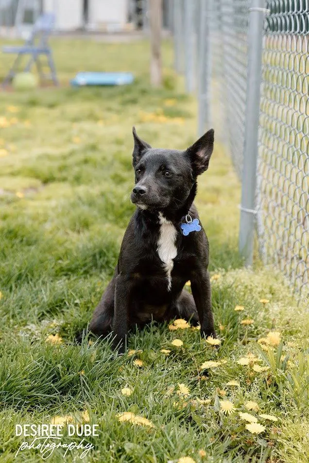 Morning Puppy thumbnail 2