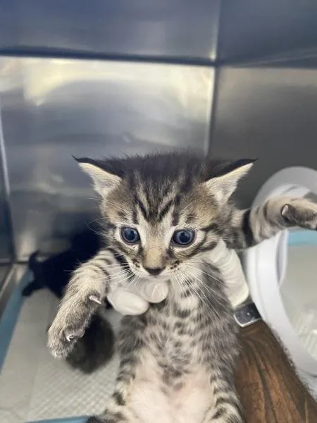 A baby small-sized male Domestic Short Hair cat named Reginald for adoption in Victorville, CA