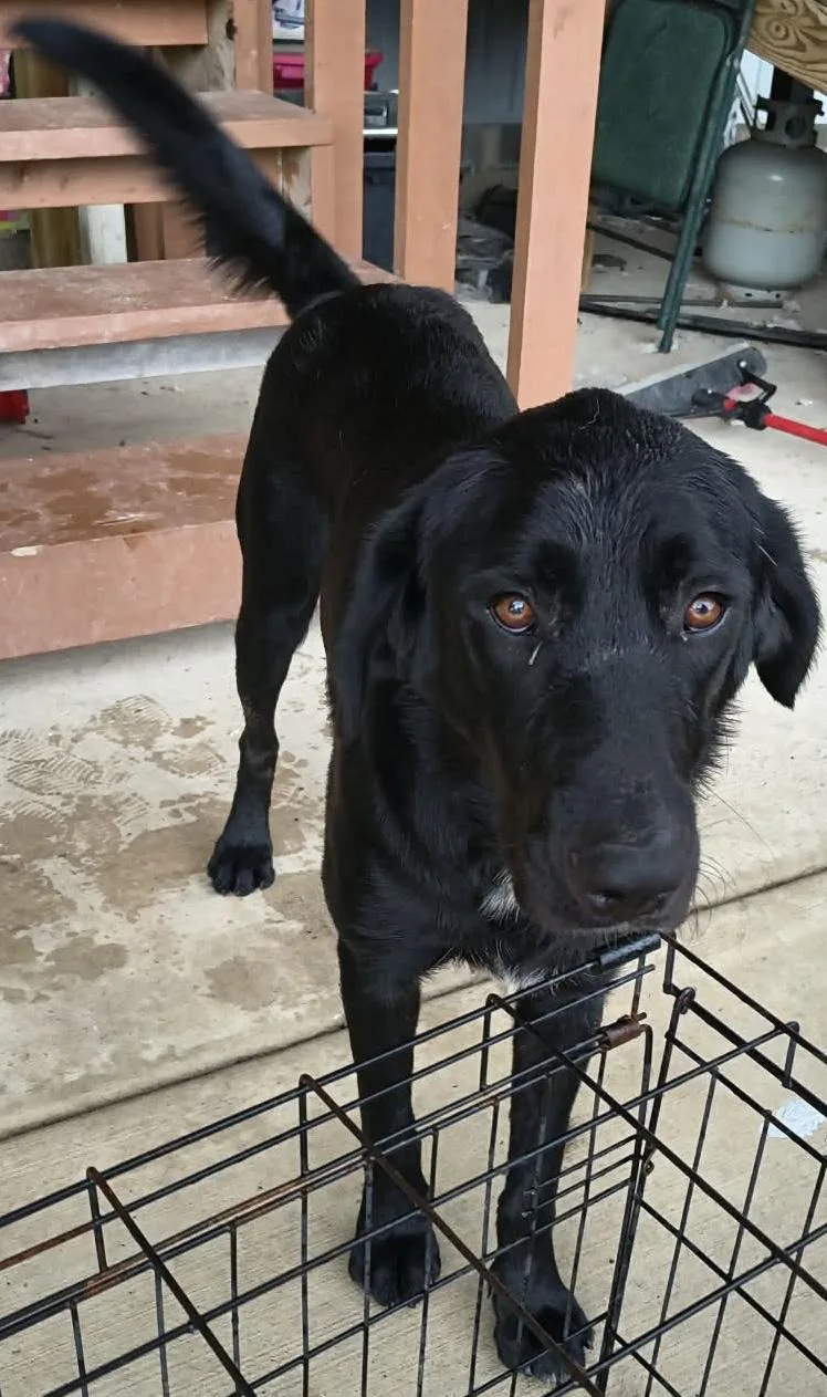 A young large-sized male Black Labrador Retriever dog named Waylon for adoption in Barkhamsted, CT