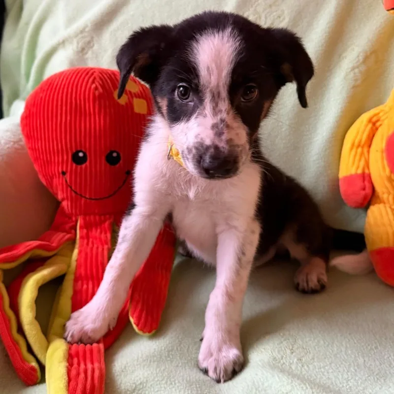A baby medium-sized female White / Cream Australian Shepherd dog named Yeehaw for adoption in Normal, IL