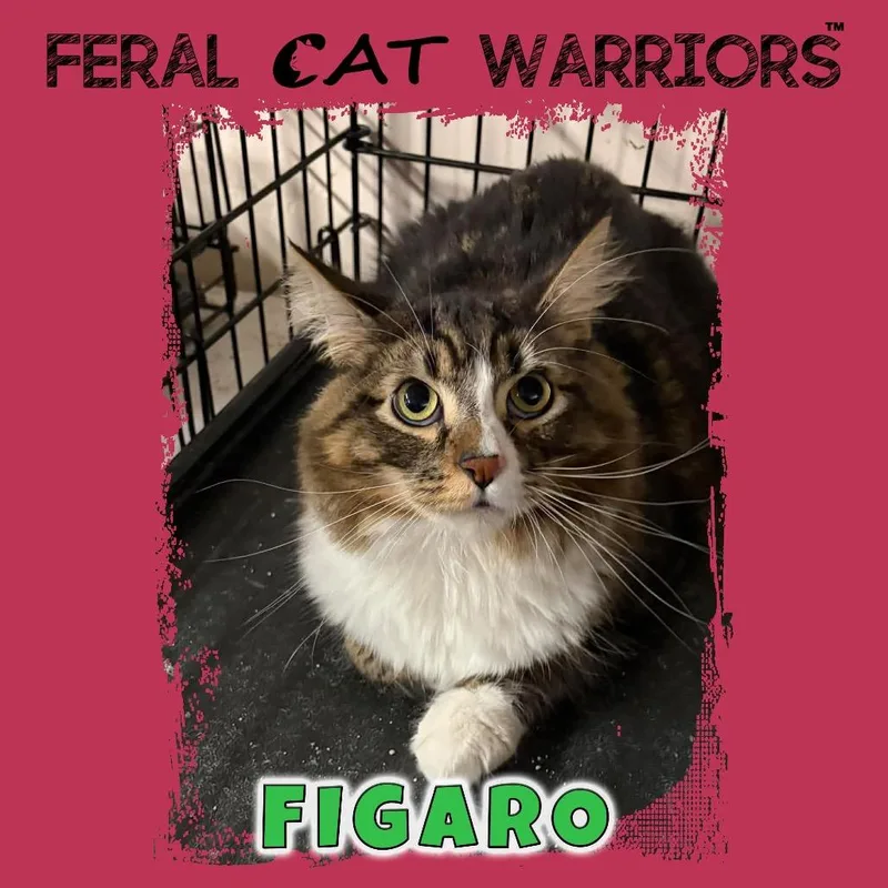 Figaro