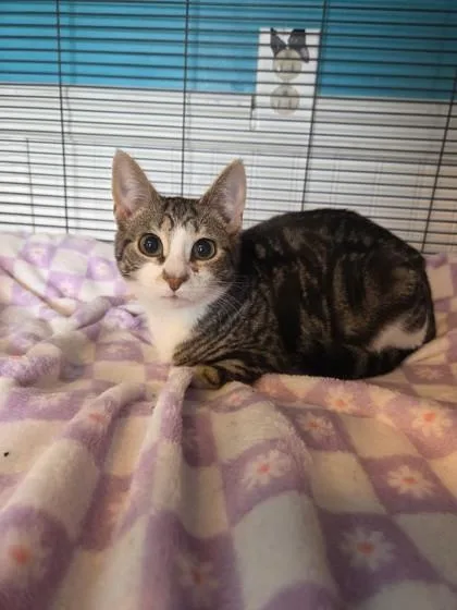 A baby small-sized female Domestic Short Hair cat named Ginny for adoption in Bloomsburg, PA