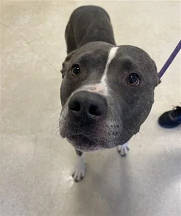 An adult large-sized male Pit Bull Terrier dog named Patrick for adoption in Hagerstown, MD