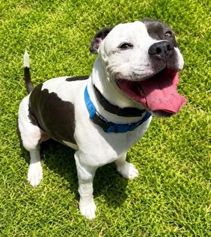A young large-sized male Mixed Breed dog named Blaze for adoption in Palm Coast, FL