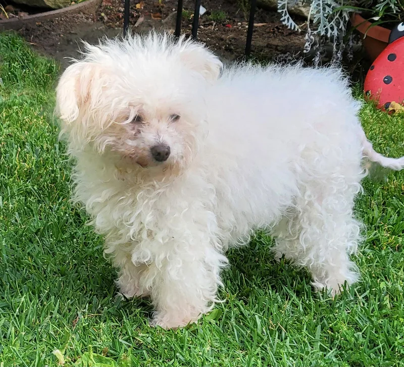 A senior small-sized female White / Cream Maltese dog named Misha for adoption in Redondo Beach, CA