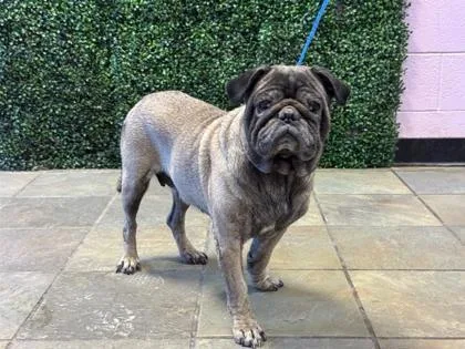 An adult small-sized female Pug dog named 61783232 for adoption in El Paso, TX
