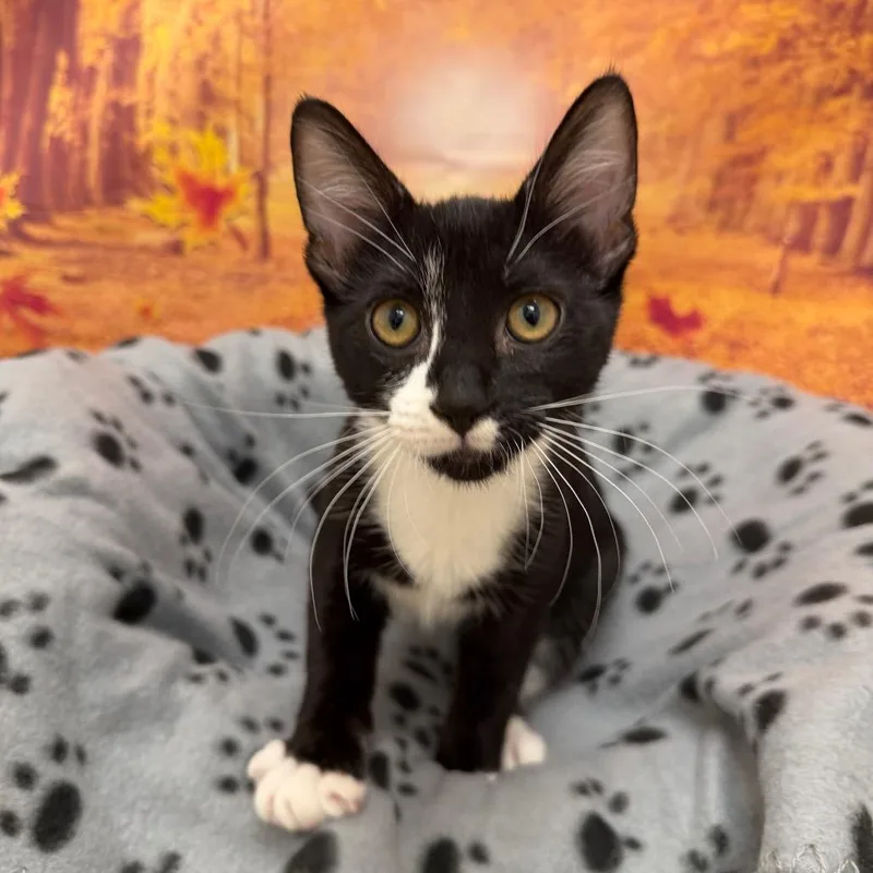 A baby small-sized male Domestic Short Hair cat named Curry for adoption in Newberg, OR