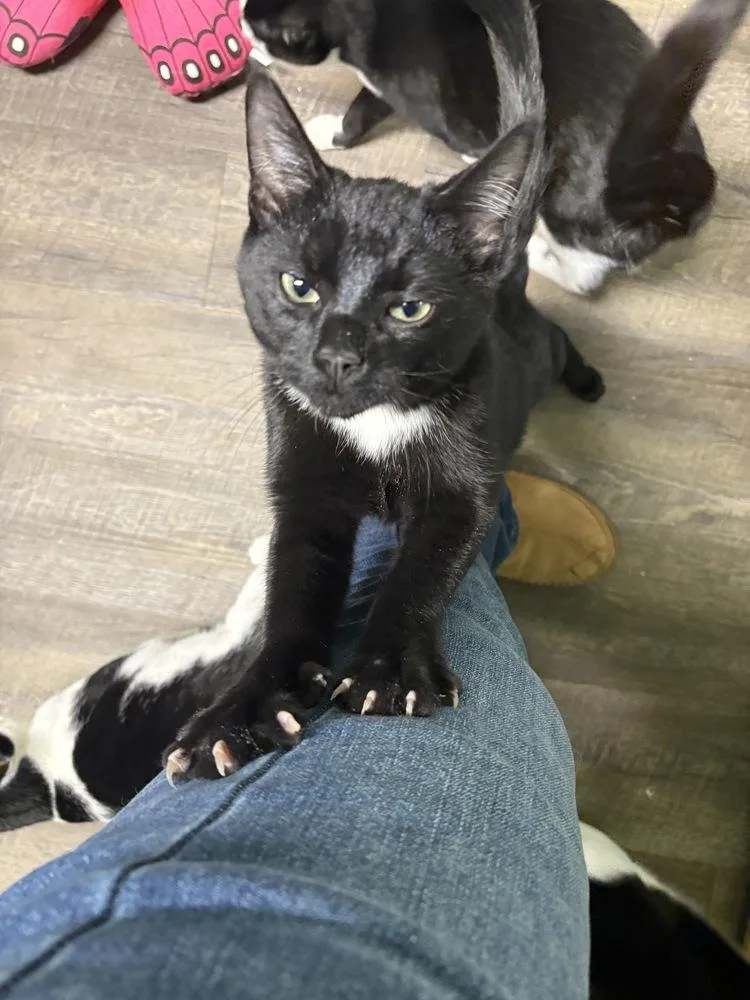 Omar Sharif thumbnail 2