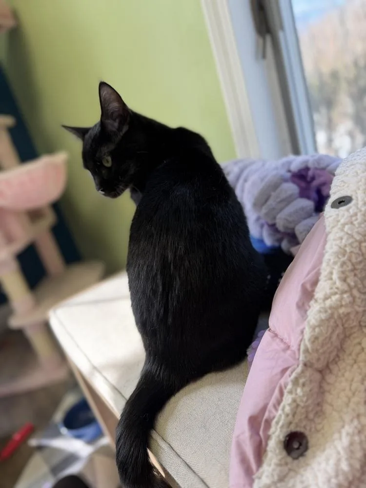 Omar Sharif thumbnail 5