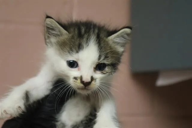 A baby small-sized male Domestic Short Hair cat named Noodle for adoption in Columbia, SC