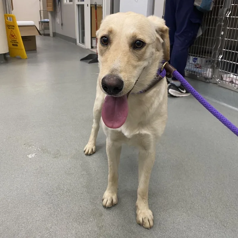 An adult medium-sized female Yellow / Tan / Blond / Fawn Mixed Breed dog named WAGSStray for adoption in Westminster, CA