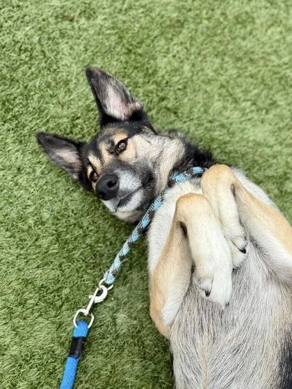 An adult large-sized female German Shepherd Dog dog named Zelda for adoption in Roseville, CA