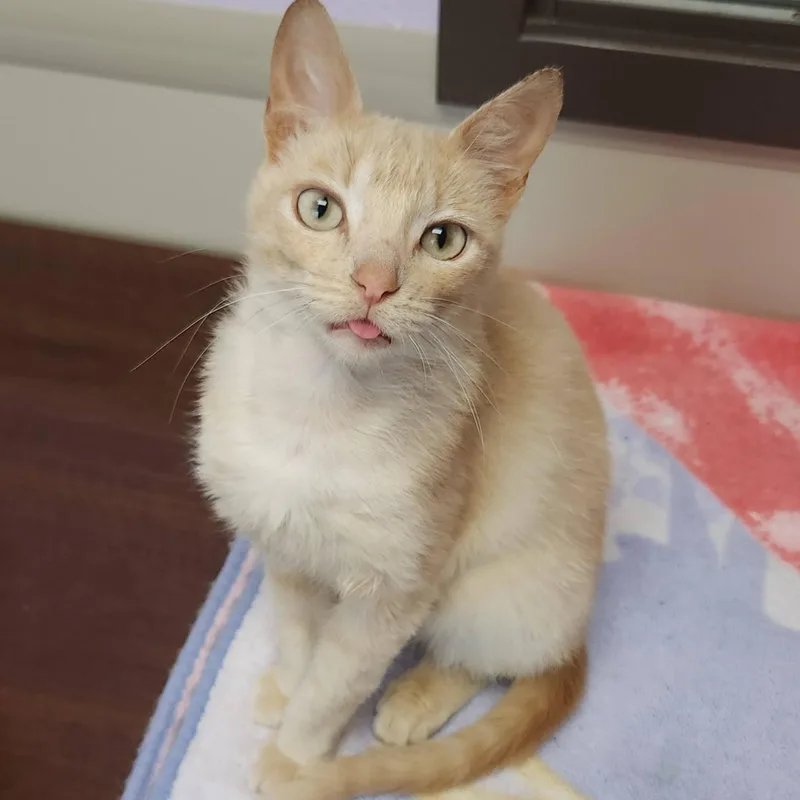An adult medium-sized male Buff & White Domestic Short Hair cat named Jello for adoption in Marshfield, WI