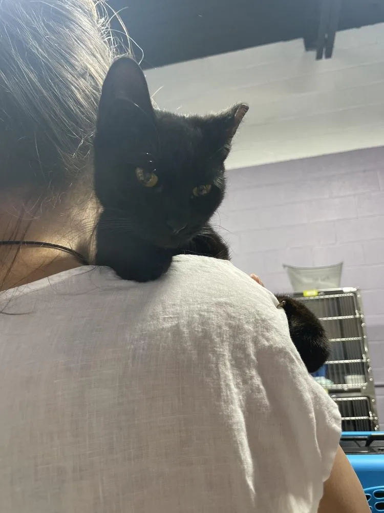 An adult medium-sized female Black Domestic Short Hair cat named Hemi for adoption in Ferndale, MI