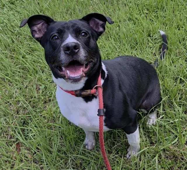 An adult large-sized female American Staffordshire Terrier dog named Amarya for adoption in Fort Lauderdale, FL