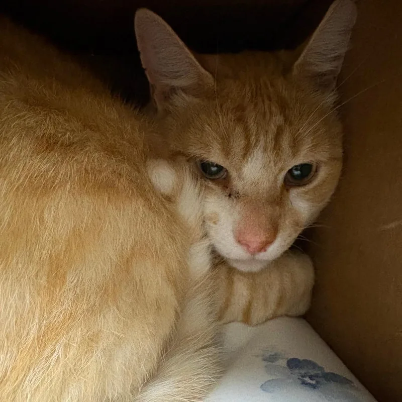 An adult large-sized male Buff / Tan / Fawn Domestic Short Hair cat named Romo for adoption in Fairport, NY