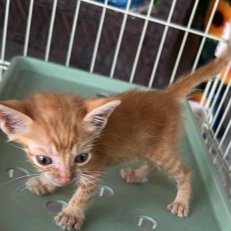A baby small-sized male Orange / Red Domestic Short Hair cat named Saffron Sprite for adoption in Boerne, TX