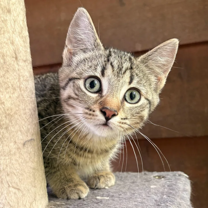 A baby small-sized female Brown / Chocolate Tabby cat named Miley for adoption in Knoxville, TN