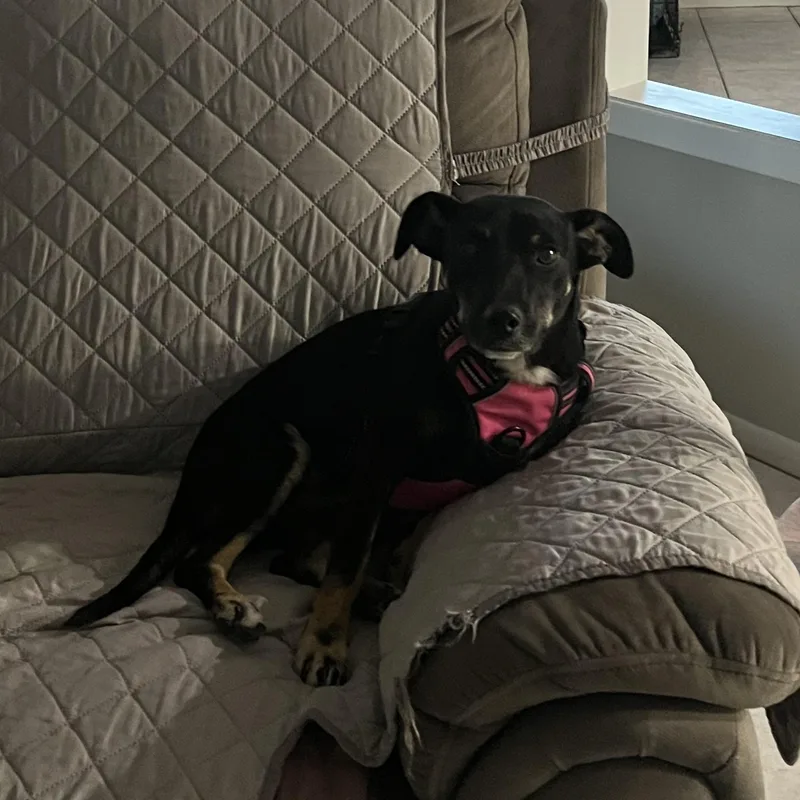 An adult small-sized female Jack Russell Terrier dog named Caroline for adoption in Schertz, TX