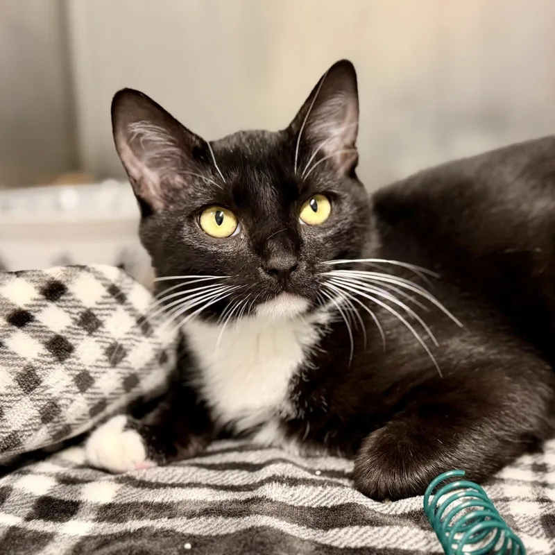 A baby medium-sized female Black & White / Tuxedo Domestic Short Hair cat named Candy for adoption in Jackson, NJ