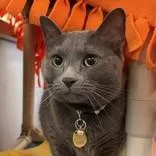 An adult large-sized female Gray & White Domestic Short Hair cat named Rock for adoption in Lansing, MI