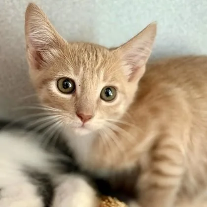 Duke