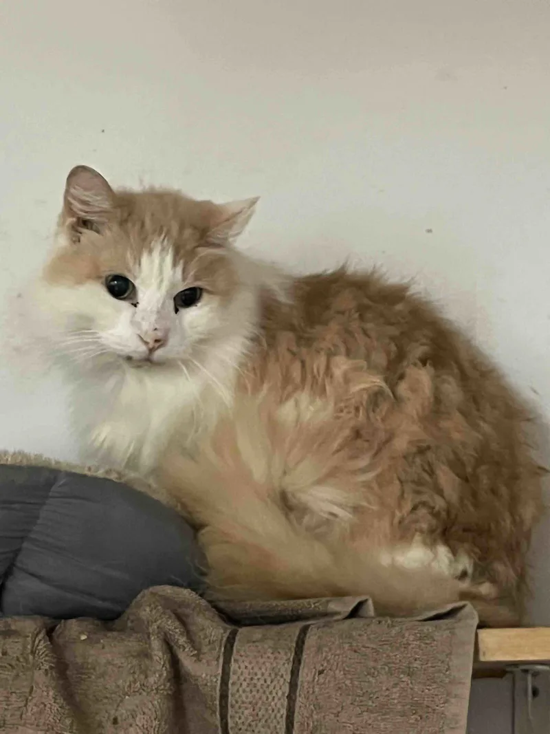 A senior small-sized male Orange & White Norwegian Forest Cat cat named Bailey for adoption in Shreveport, LA