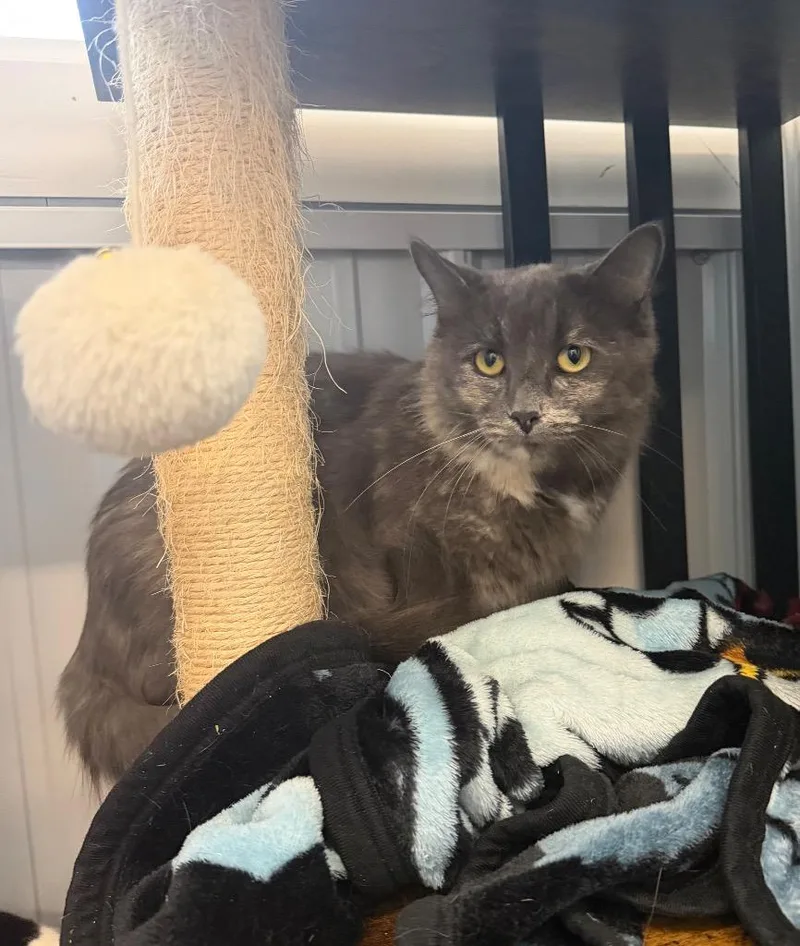 A young medium-sized female Domestic Medium Hair cat named Maize for adoption in Pierceton, IN