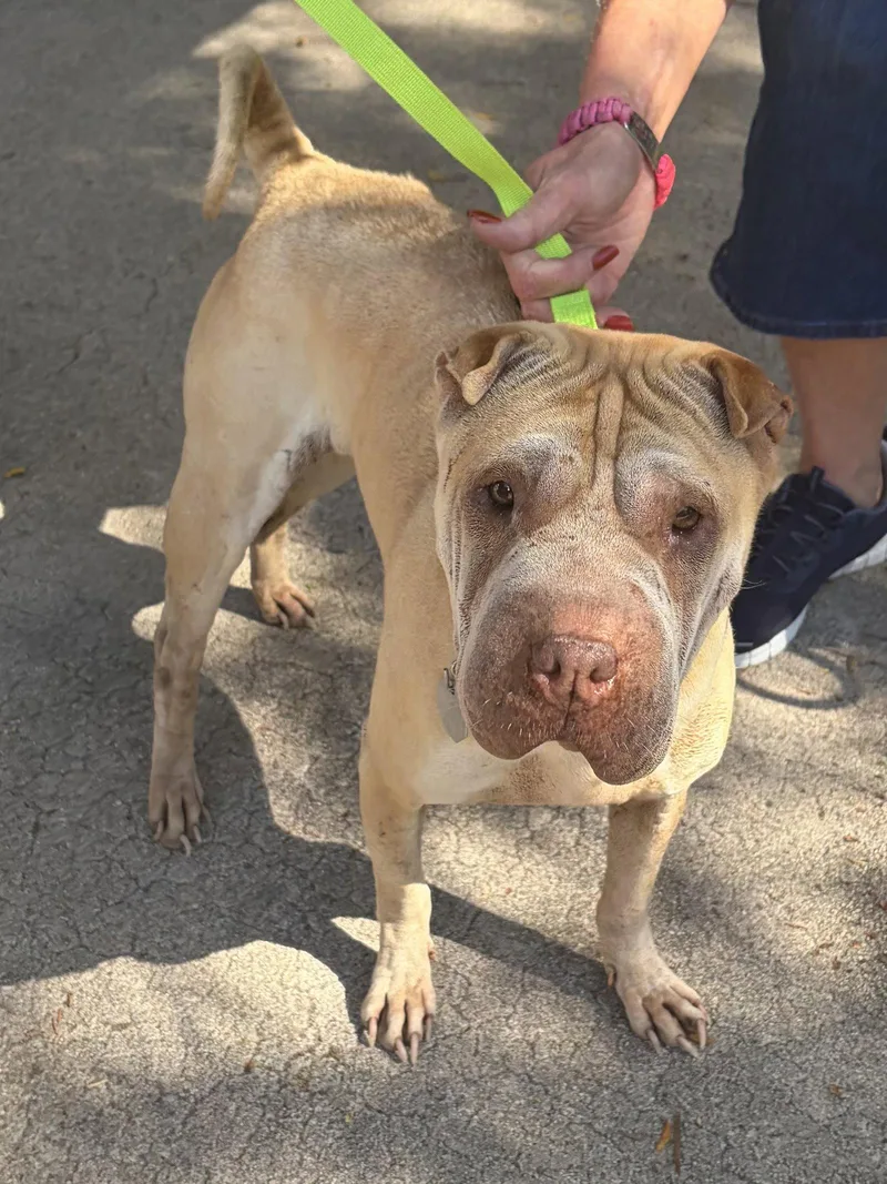 A young medium-sized female Shar-Pei dog named Willow for adoption in Lake Forest, CA