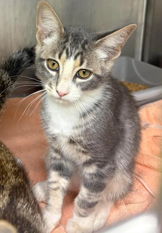 An adult medium-sized male Tabby (Gray / Blue / Silver) Domestic Short Hair cat named Unknown for adoption in Burgaw, NC