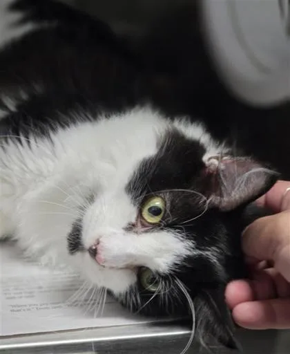 An adult medium-sized male Domestic Medium Hair cat named Butter for adoption in Largo, FL