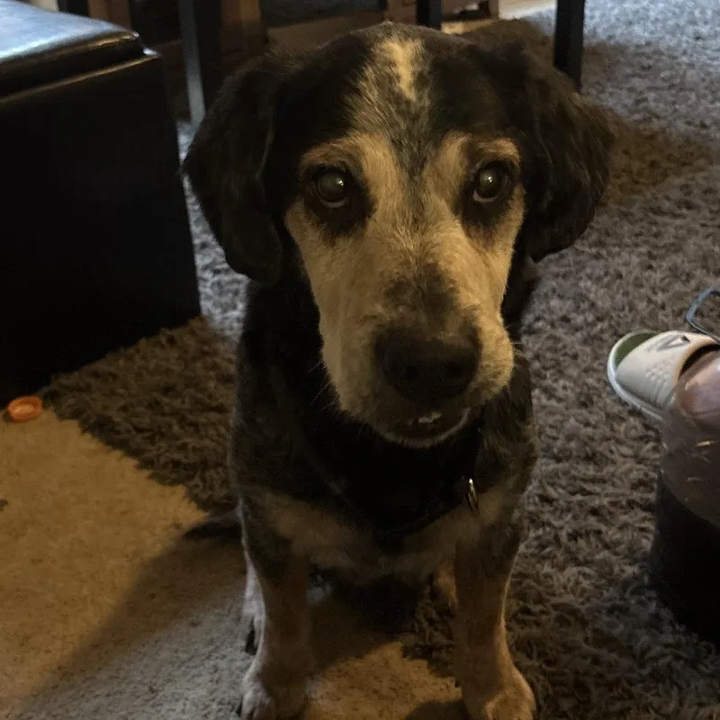 A senior medium-sized male Gray / Blue / Silver Beagle dog named Bane for adoption in Melbourne, KY