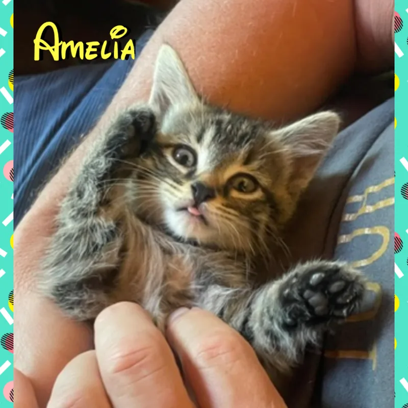 Amelia