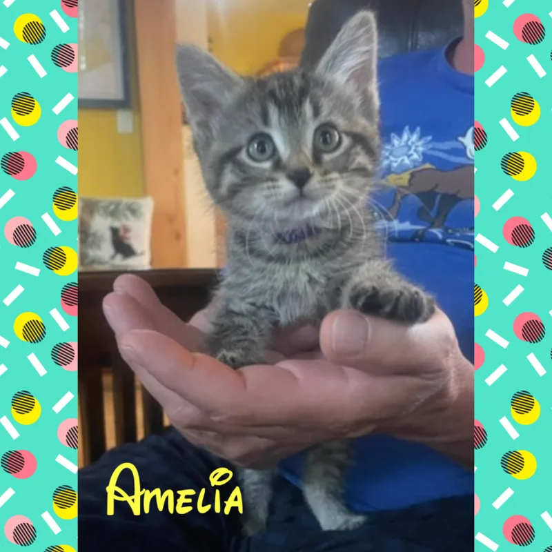 Amelia thumbnail 2