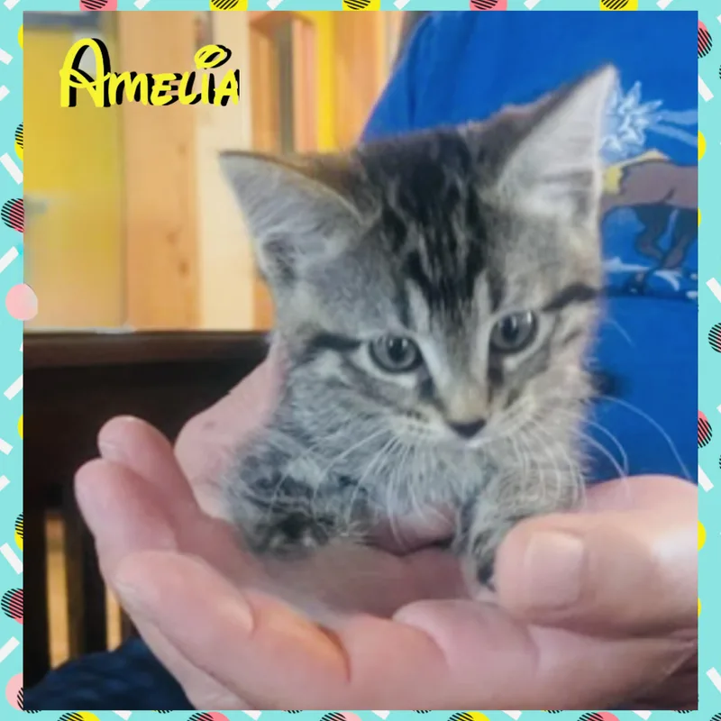 Amelia thumbnail 3