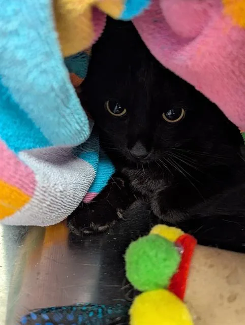 A young medium-sized female Domestic Short Hair cat named Pace for adoption in Dallas, TX