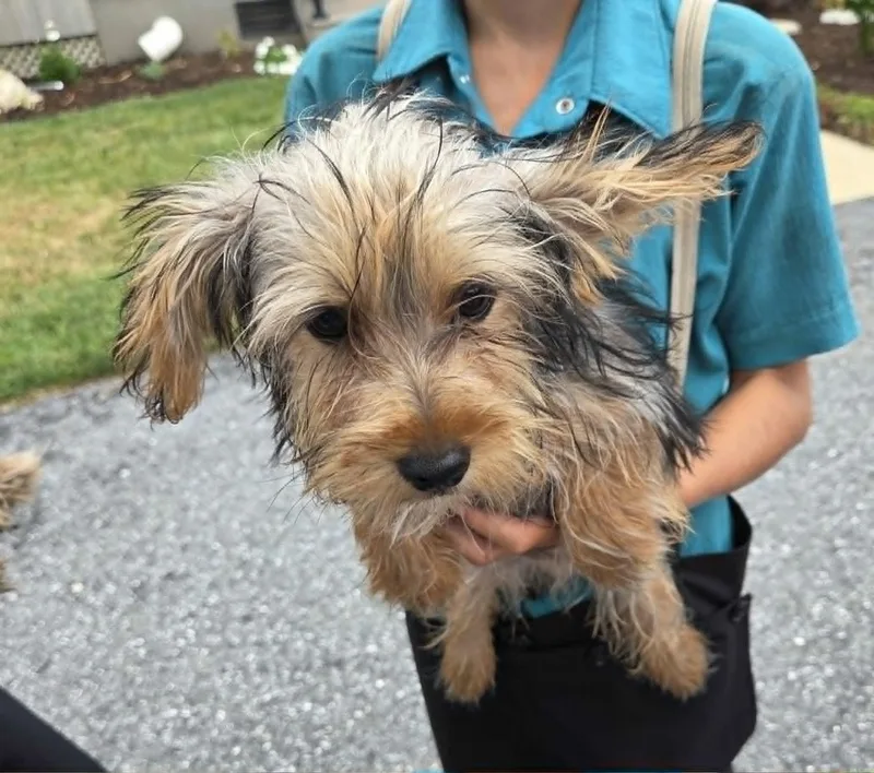 A baby small-sized male Yorkshire Terrier dog named All Star Schwarber for adoption in Havertown, PA