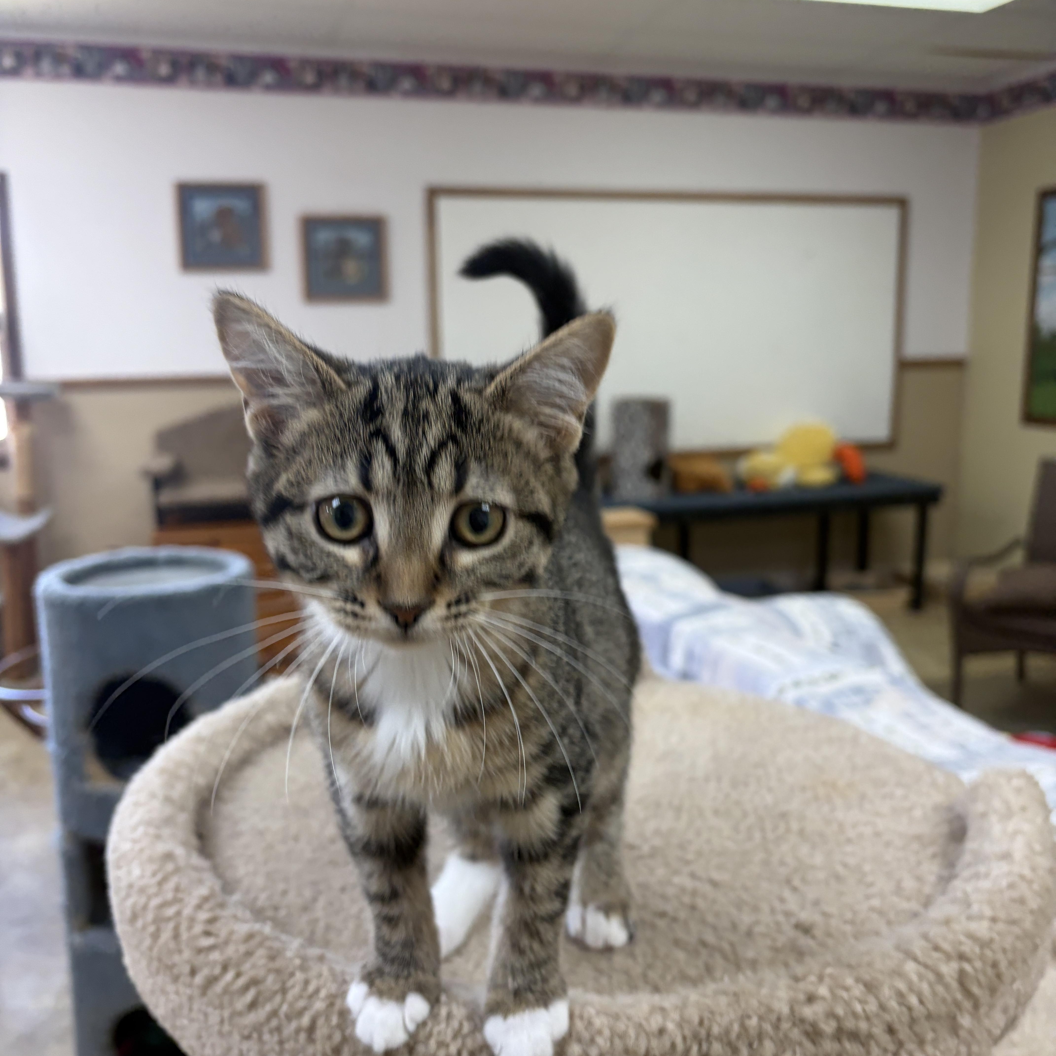 A baby medium-sized female Domestic Short Hair cat named Jitterbug for adoption in Neillsville, WI