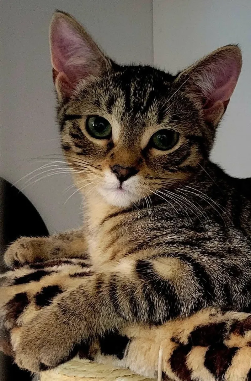 A baby medium-sized female Tabby (Brown / Chocolate) Domestic Short Hair cat named Cockatoo for adoption in Reeseville, WI