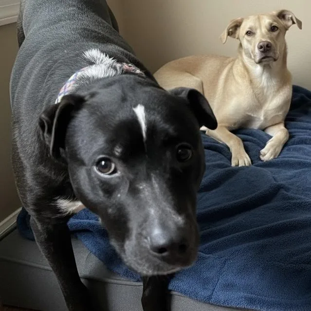 Machomans thumbnail 6