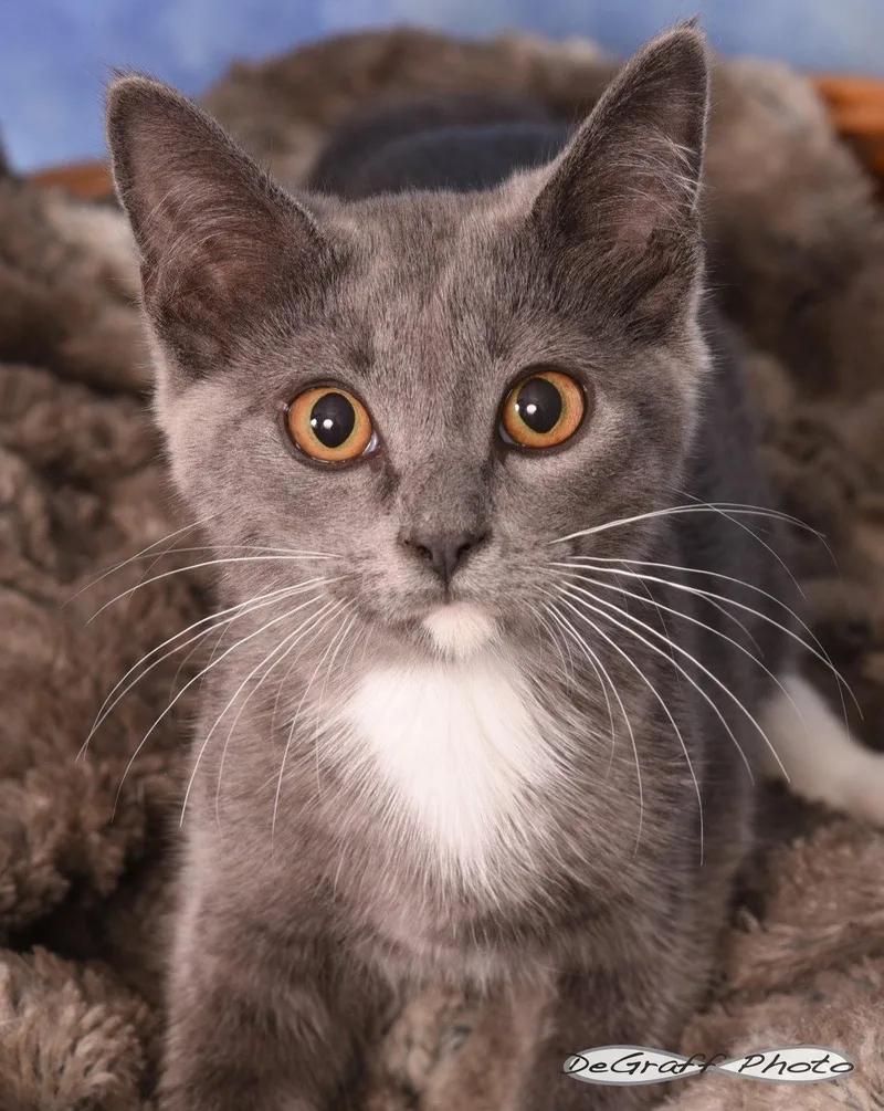 A baby medium-sized male Gray & White Domestic Short Hair cat named Squeaks for adoption in Pittsboro, NC