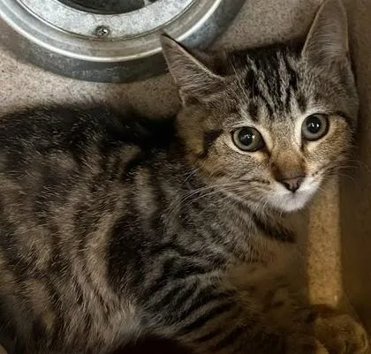 A baby small-sized female Domestic Short Hair cat named Orchid for adoption in Washington, DC