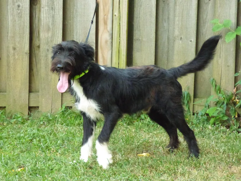 A young medium-sized male Labradoodle dog named Pinto for adoption in Humboldt, TN