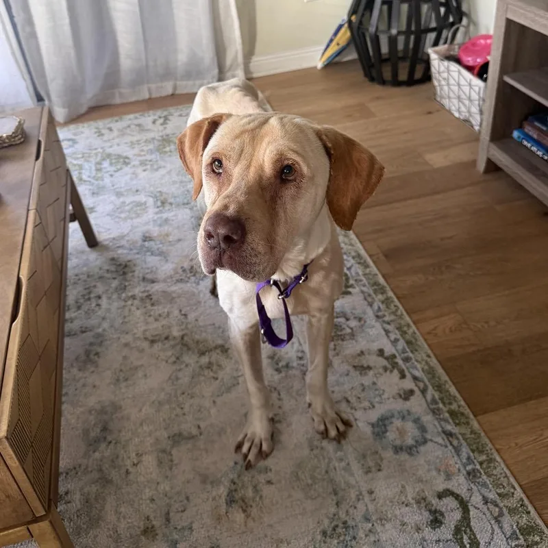 An adult large-sized male Yellow Labrador Retriever dog named Max for adoption in San Diego, CA