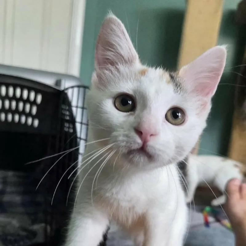 A baby small-sized female Calico Domestic Short Hair cat named Pickle for adoption in Reisterstown, MD