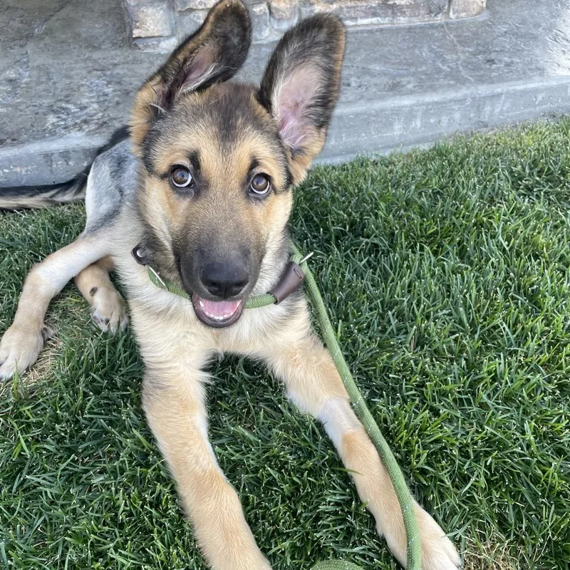 A baby large-sized male Shepherd dog named Tropper for adoption in Cashmere, WA