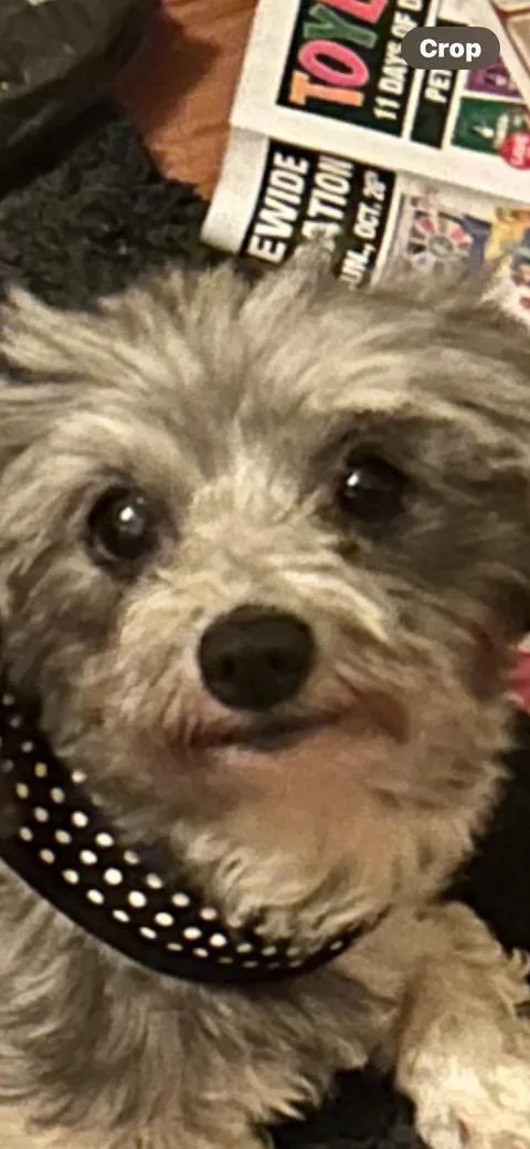 Minnie thumbnail 3