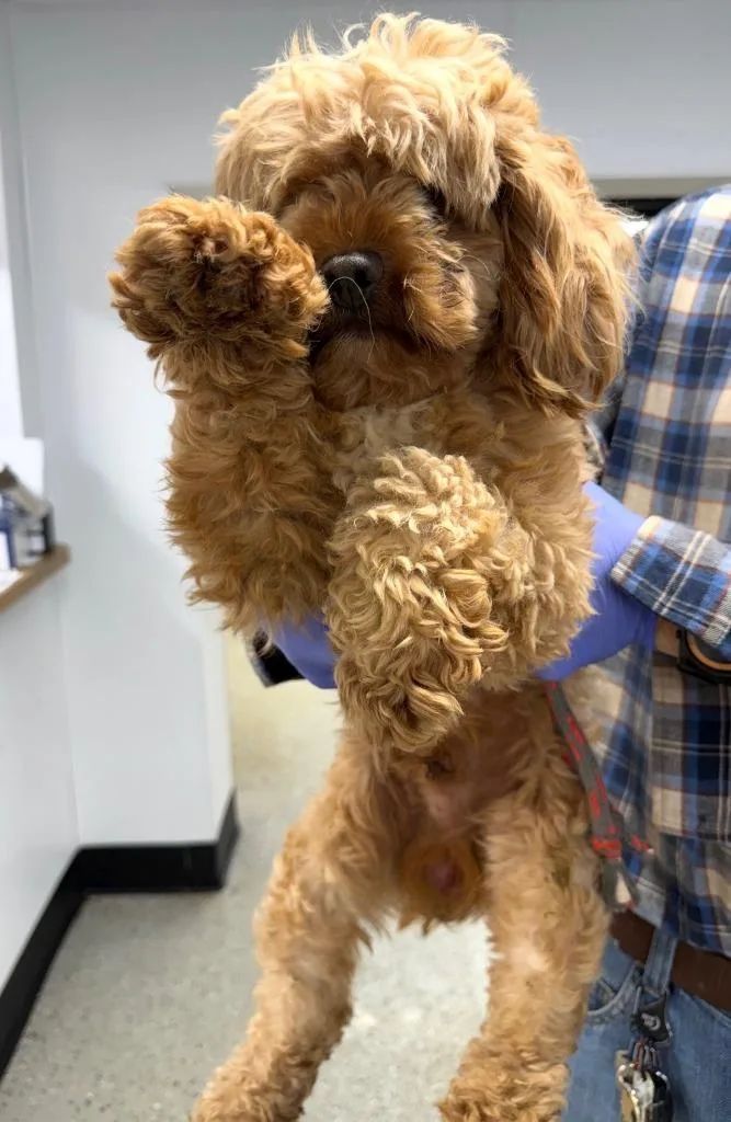 Odie